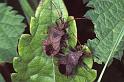 Coreus_marginatus_P1245_Z_85_Les Gris_Frankrijk